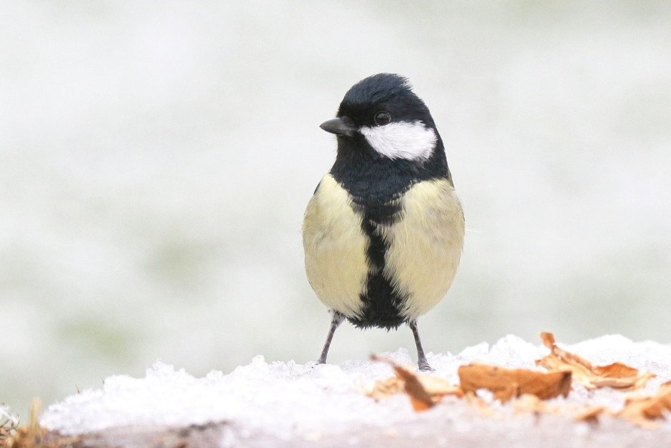 Синичка самка