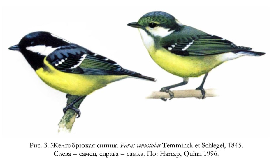 Синица самец и самка отличия