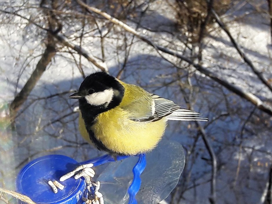 Синица птица самец и самка