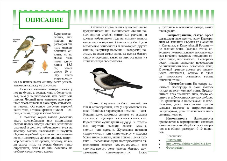 Буроголовая гаичка и черноголовая гаичка отличия