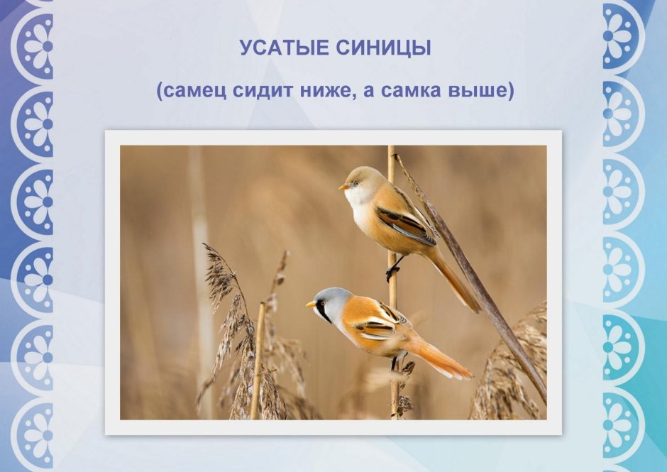 Синица самец и самка отличия