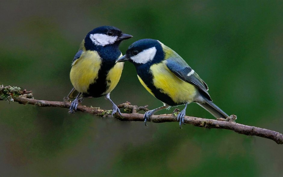 Птички Синицевые