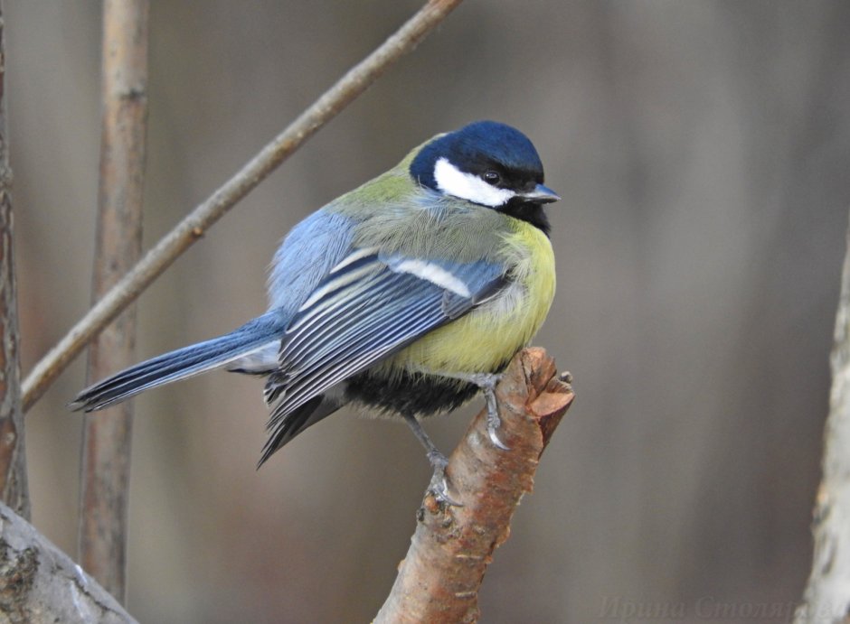 Чиж и синица