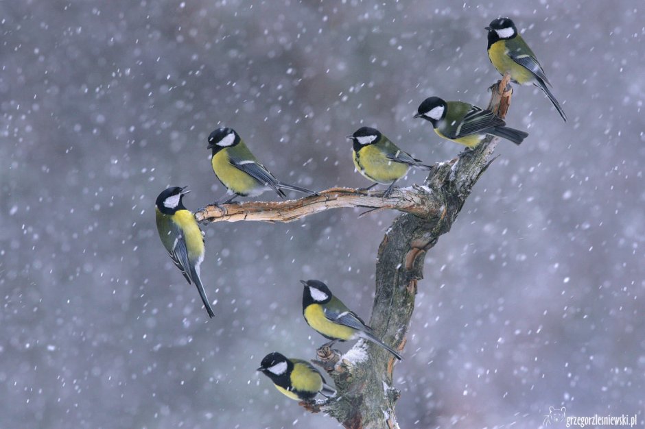 Стайка синичек