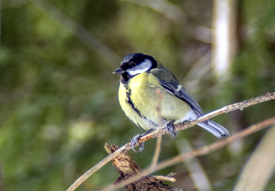 Синица самая распространенная