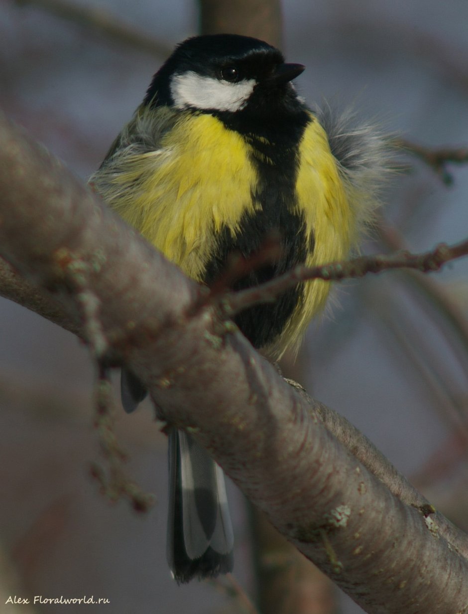 Синица самка