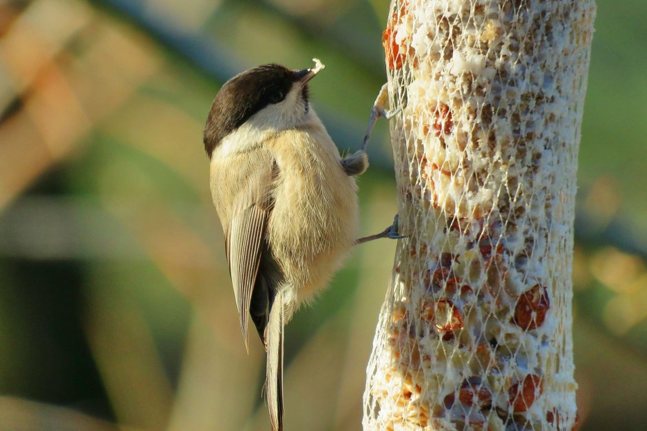 Ивовая синица