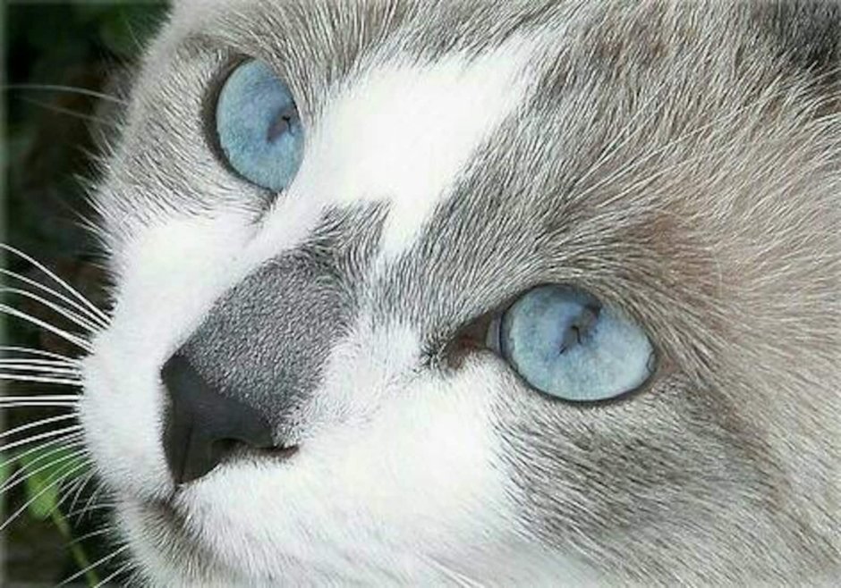 Серо белый кот с голубыми глазами