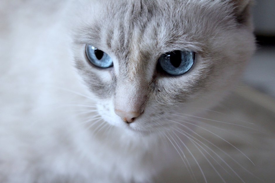Голубоглазый кот