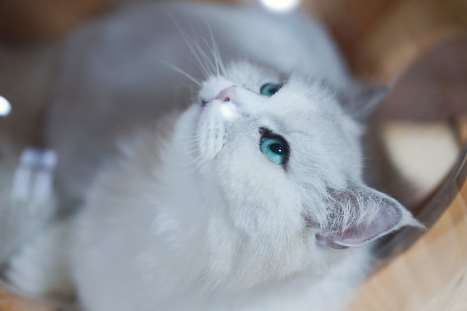 Белая кошка с зелеными глазами