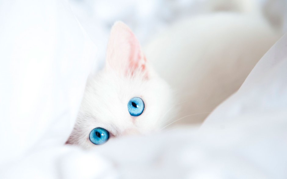 Кошка белая