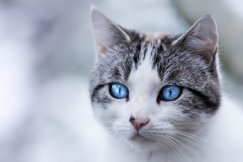 Охос азулес кошка