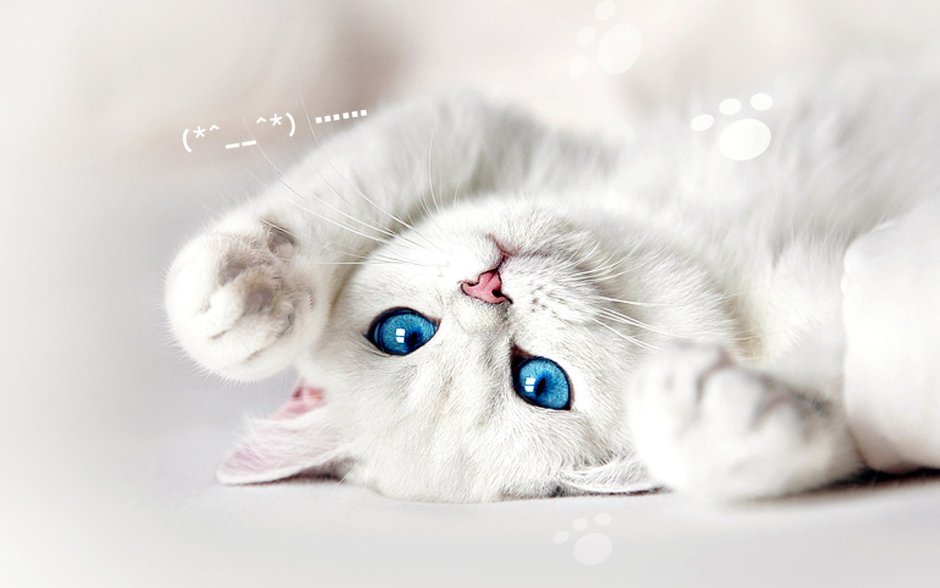 Котик 1200 на 900