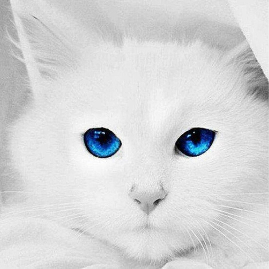 Красивая белая кошка