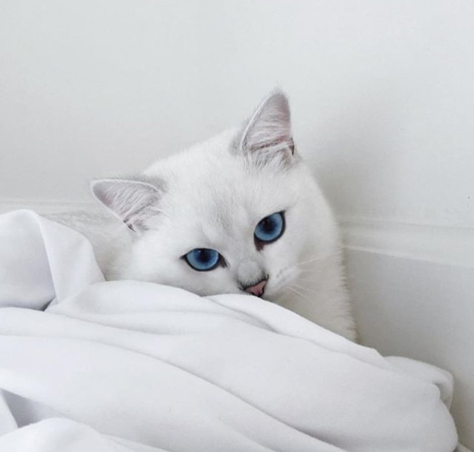 Белая кошка Эстетика