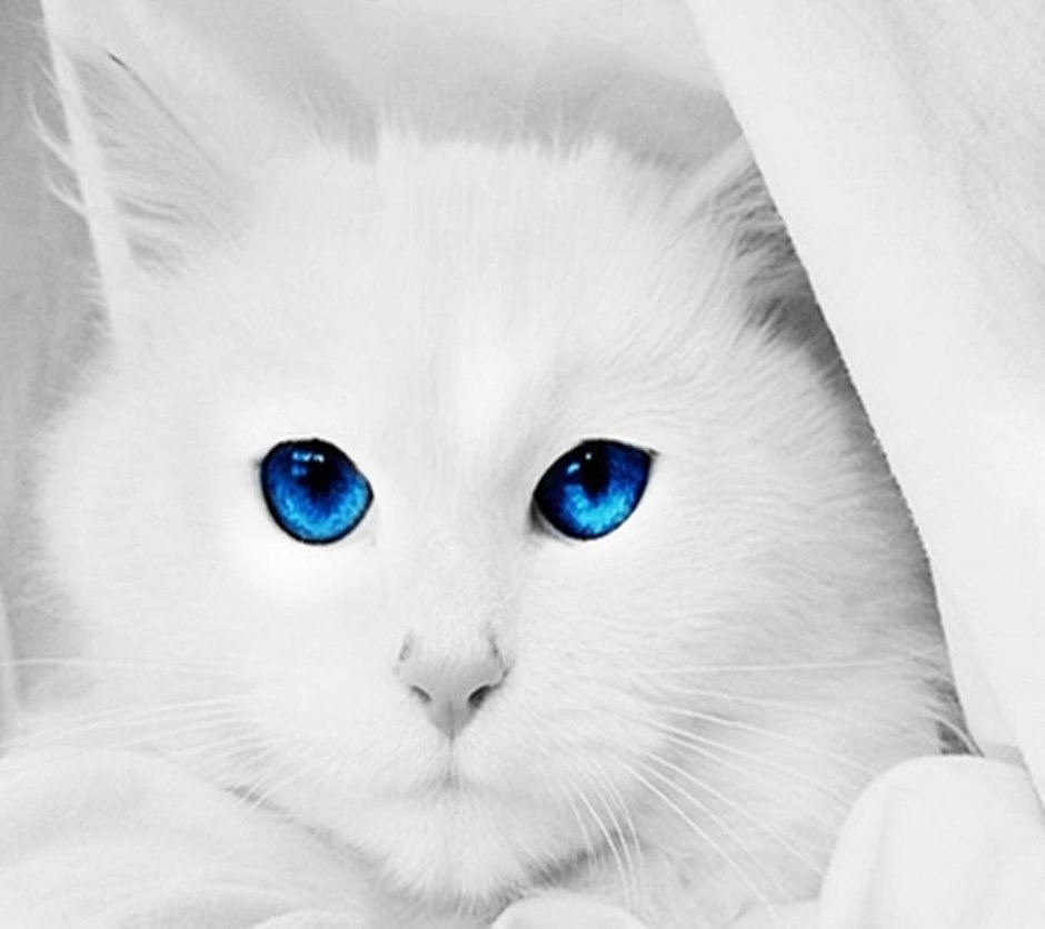 Белый котёнок с голубыми глазами