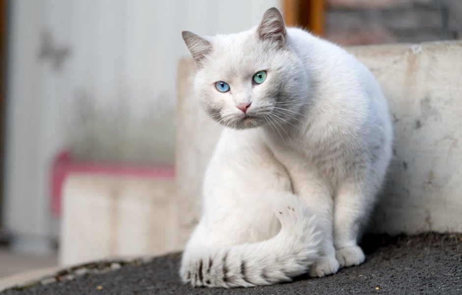 Светло серая кошка
