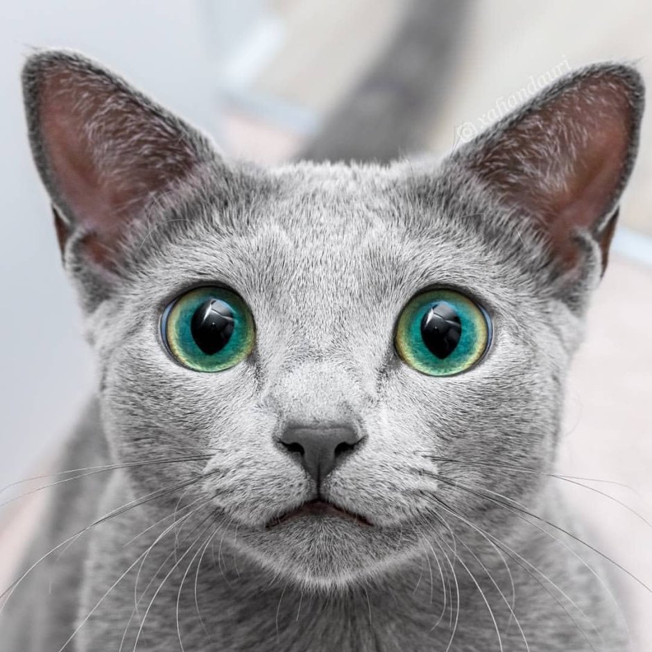 Корат шартрез Картезианская кошка