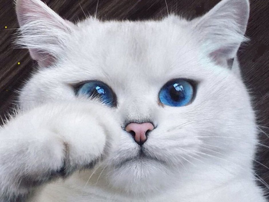 Шотландская вислоухая кошка белая с голубыми