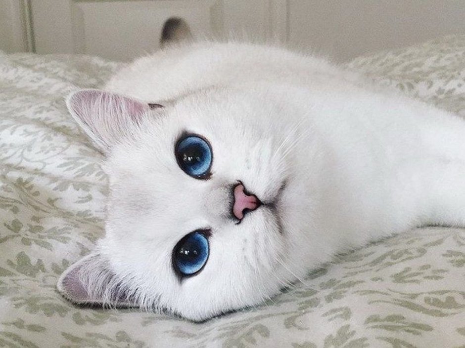 Коби кошка