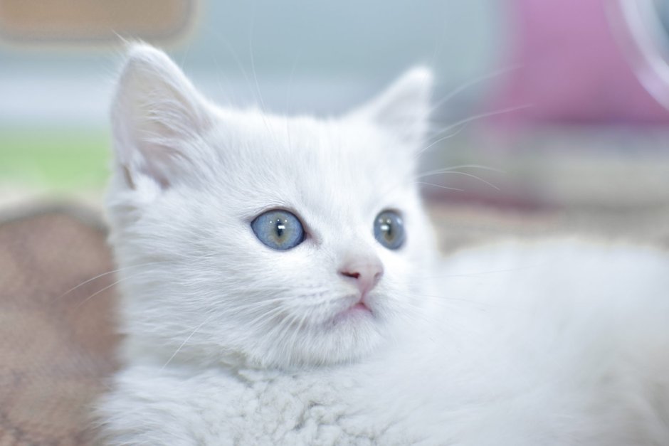 Name for White Cat