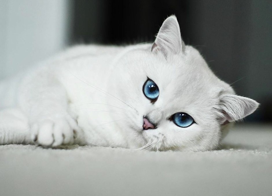 Британская шиншилла Коби кошка