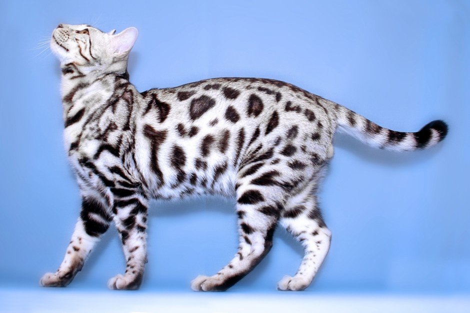 Бенгальская кошка