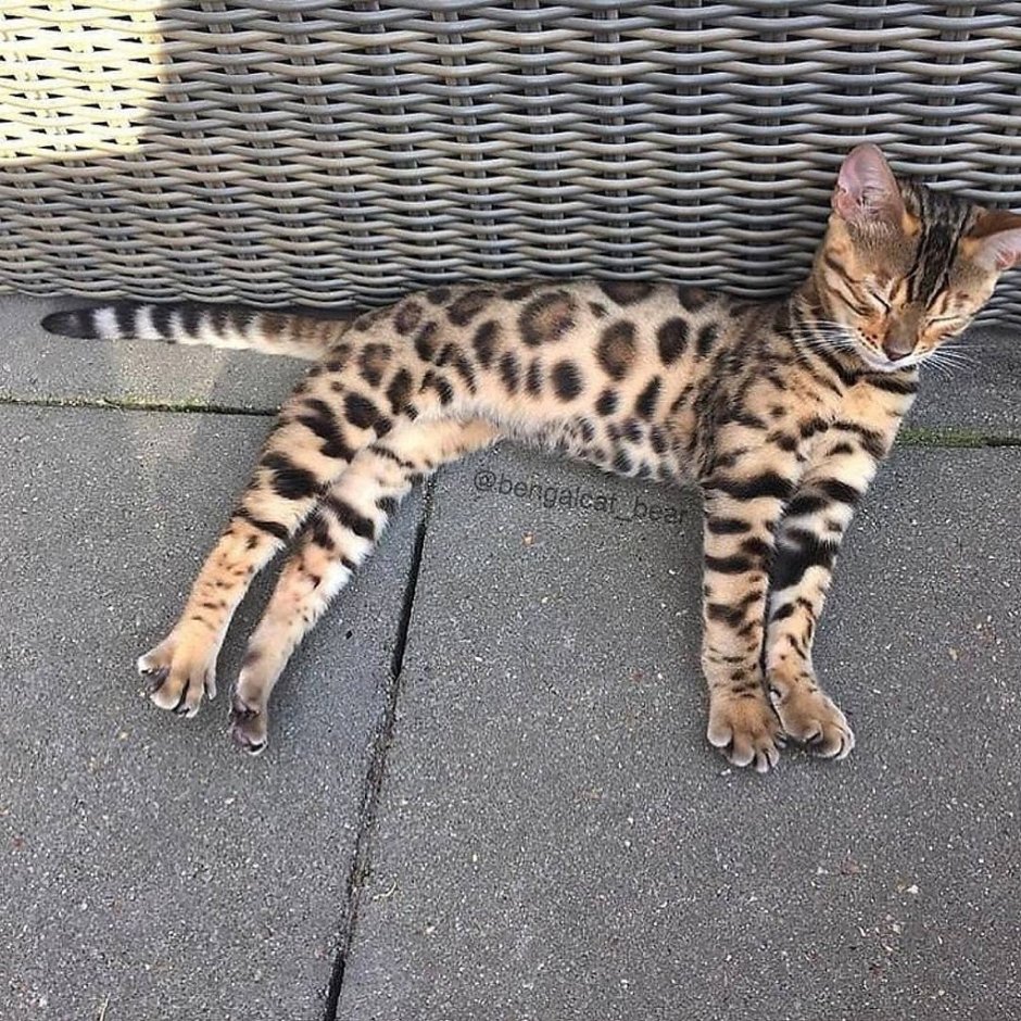 Бенгальский кот маленький