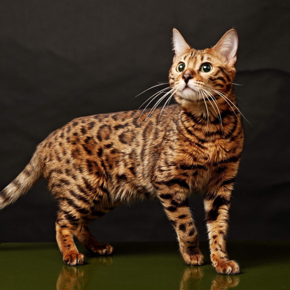 Леопардовая кошка