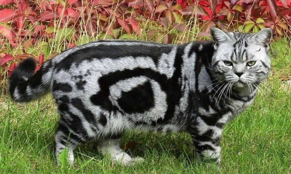 Красивые окрасы кошек
