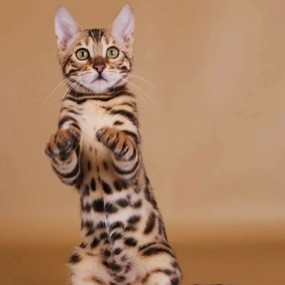 Шотландский бенгальский кот