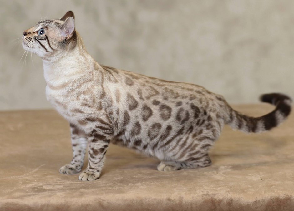 Бенгальская кошка снежный Барс Линкс