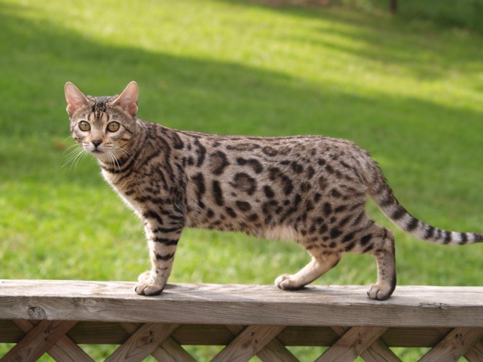 Бенгальская Саванна кошка