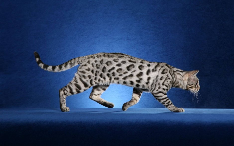 Бенгальская кошка