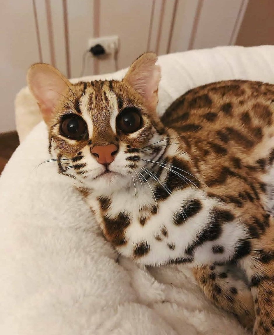 Бенгальская кошка ф1