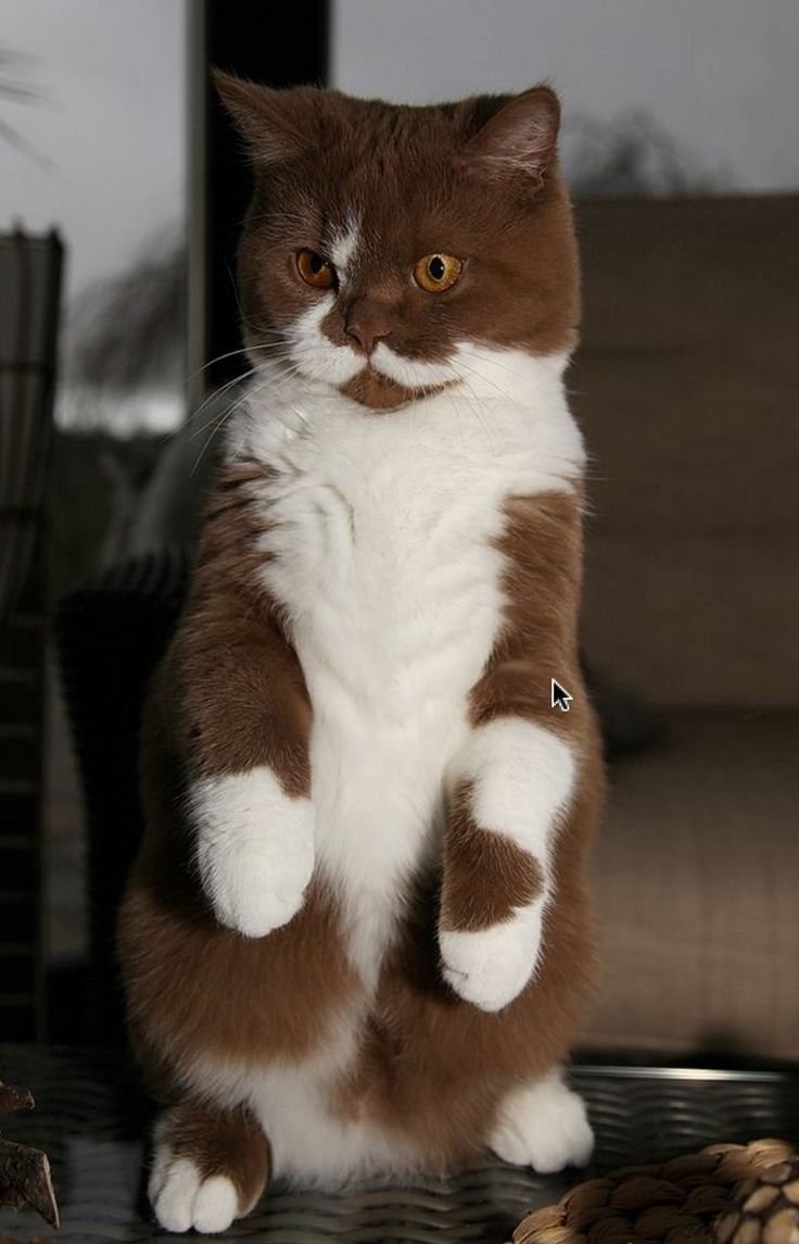 Британец биколор шоколадно белый