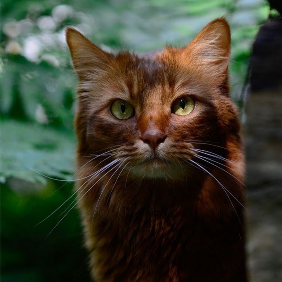 Рыже бурый кот