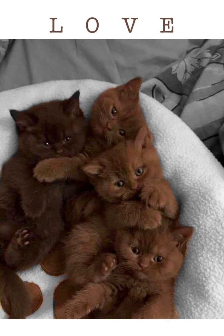 Манчкин кот шоколадный