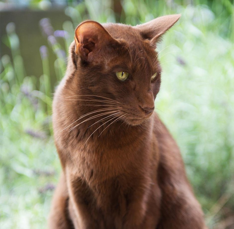 Кот породистый коричневый