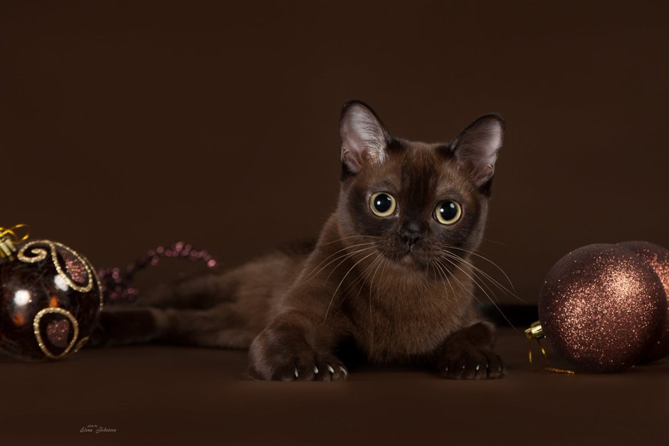 Порода кошек Бурма