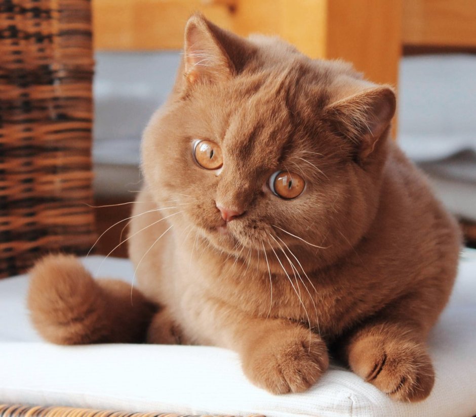 Кошка шоколадного цвета