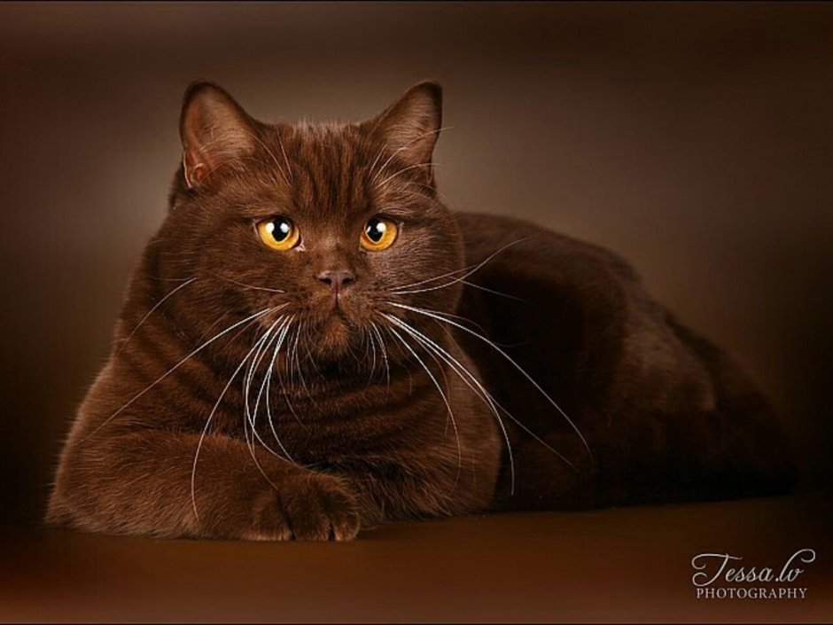Британская короткошёрстная кошка шоколадная