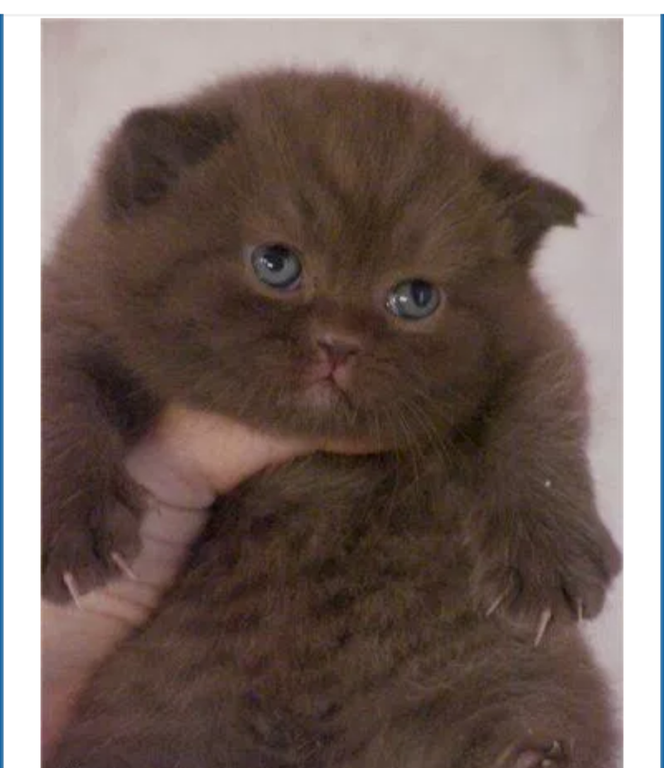 Пушистые британские шоколадные котята