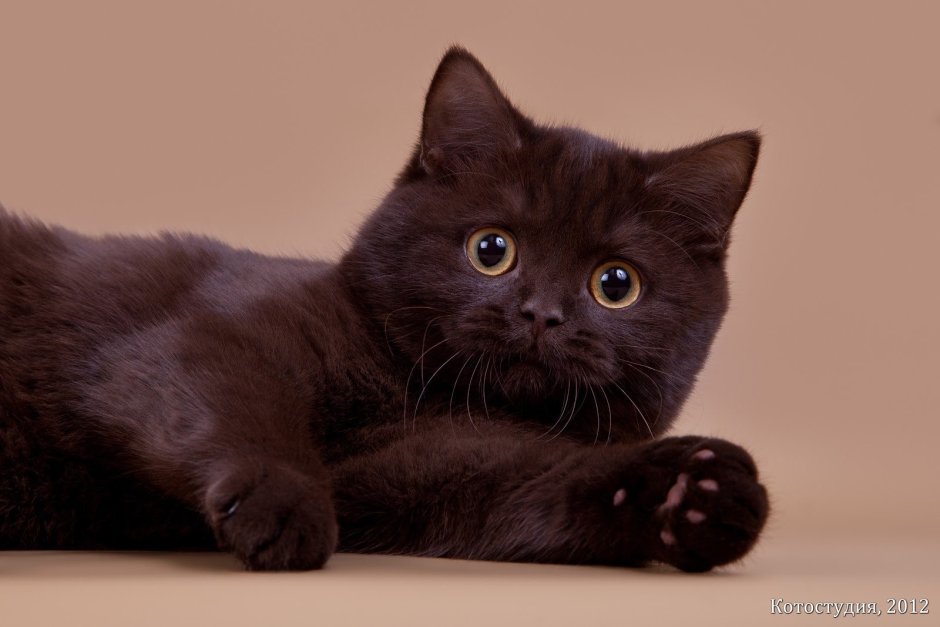 Шотландская прямоухая короткошерстная шоколадная