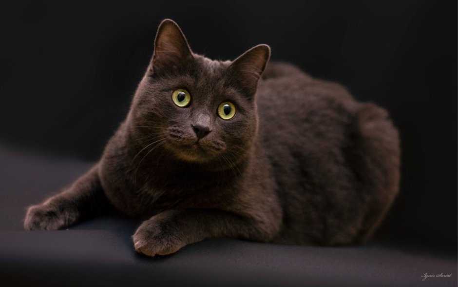 Йоркская Шотландская кошка