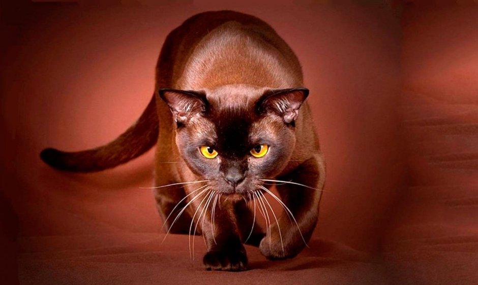 Коричневый фон коты