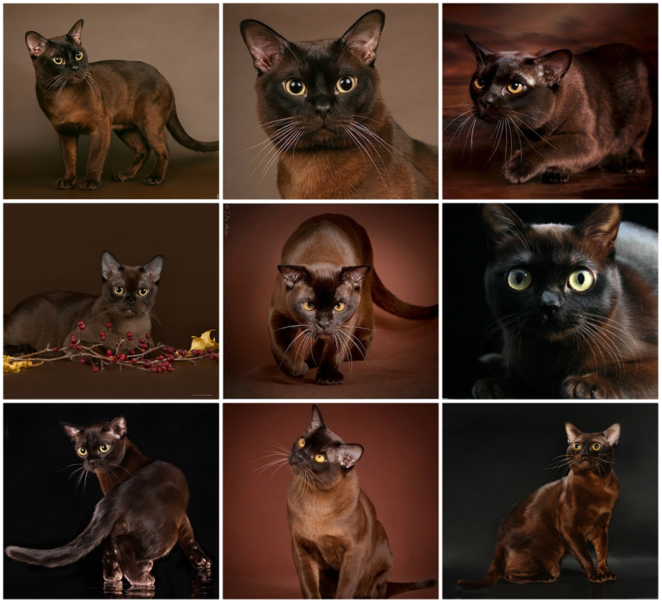 Бурманская кошка европейская и американская