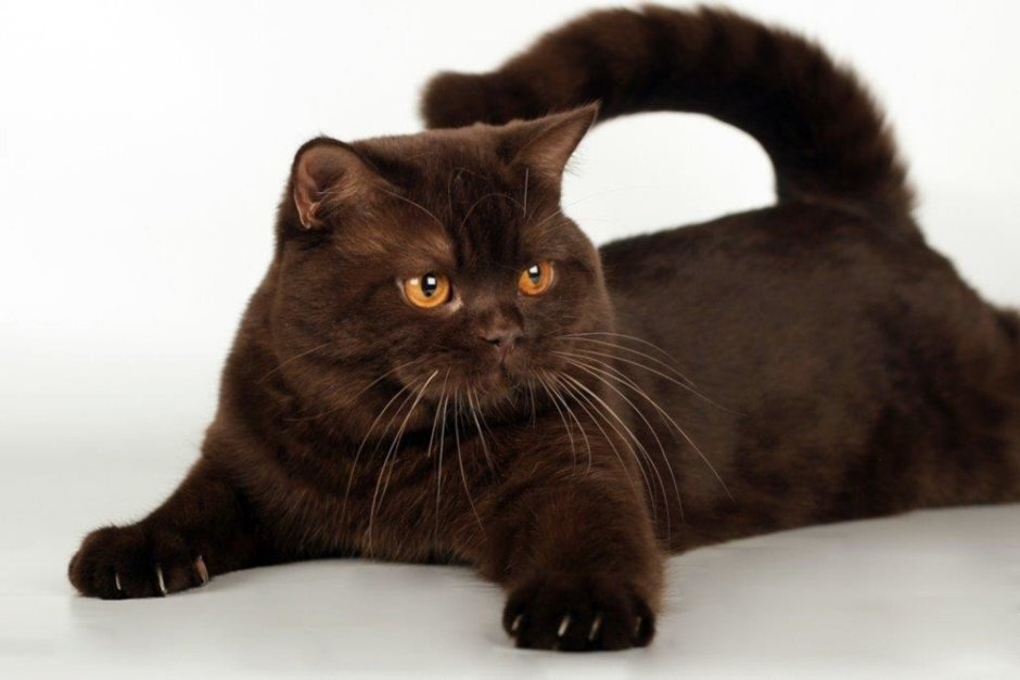 Британская короткошёрстная кошка шоколад