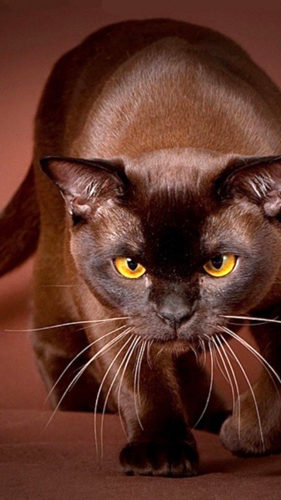 Шоколадный британец кот Bri b