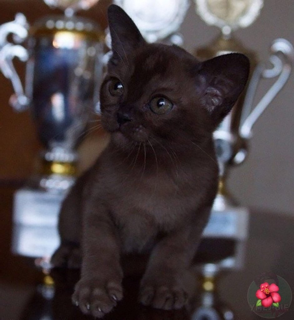 Порода кошек Бурма